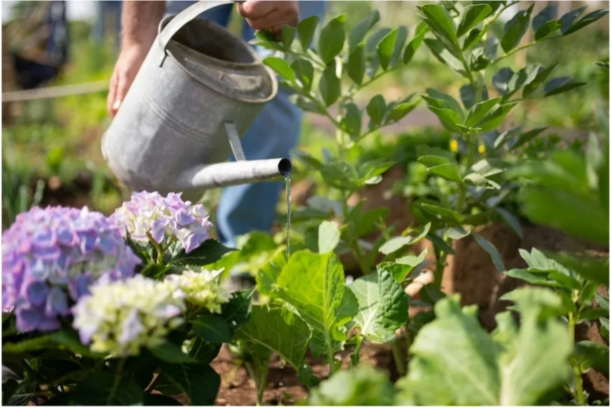 Budgetvriendelijke tips voor een mooie tuin en een opgeruimde garage